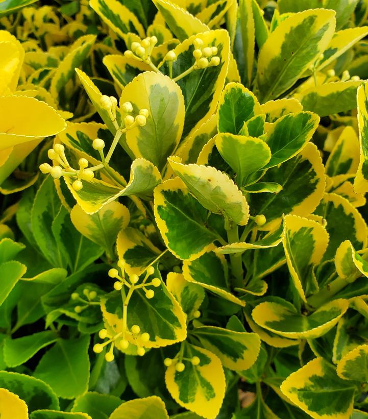 Image Credit: Prides Corner Farms