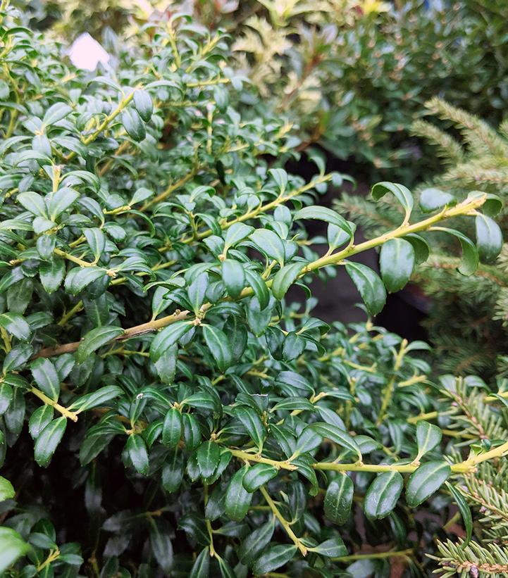 Ilex crenata 'Soft Touch'