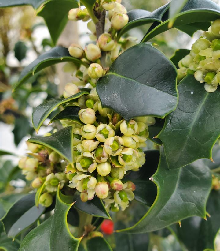 Image Credit: Prides Corner Farms