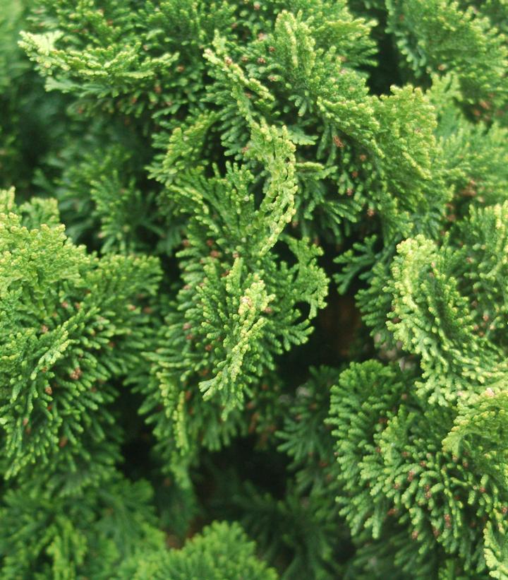 Image Credit: Prides Corner Farms