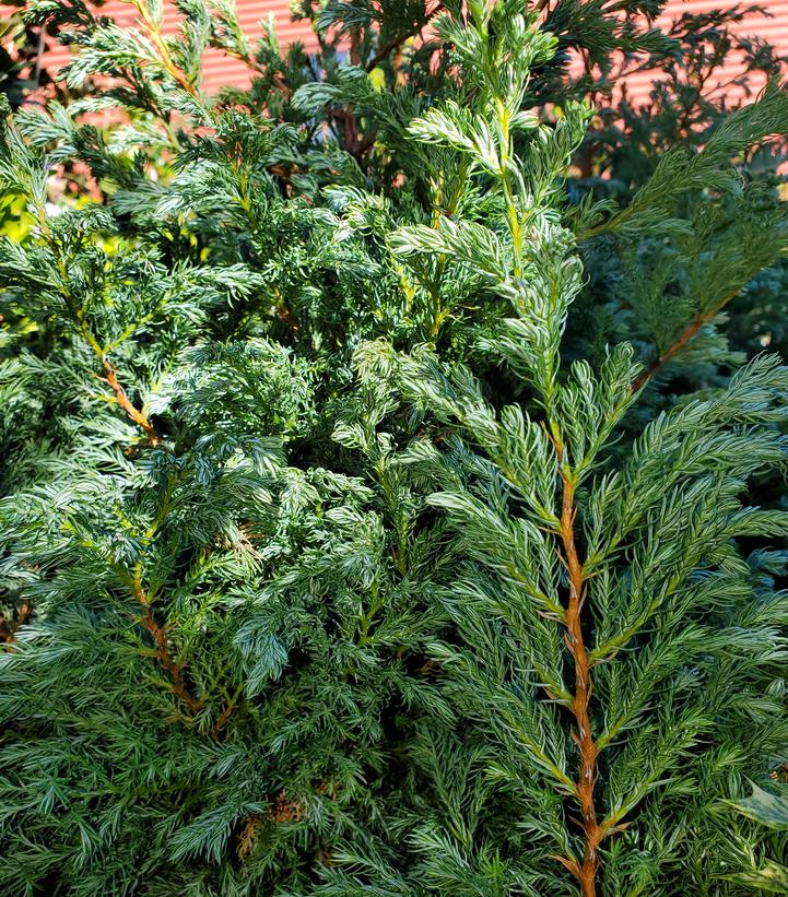 Image Credit: Prides Corner Farms