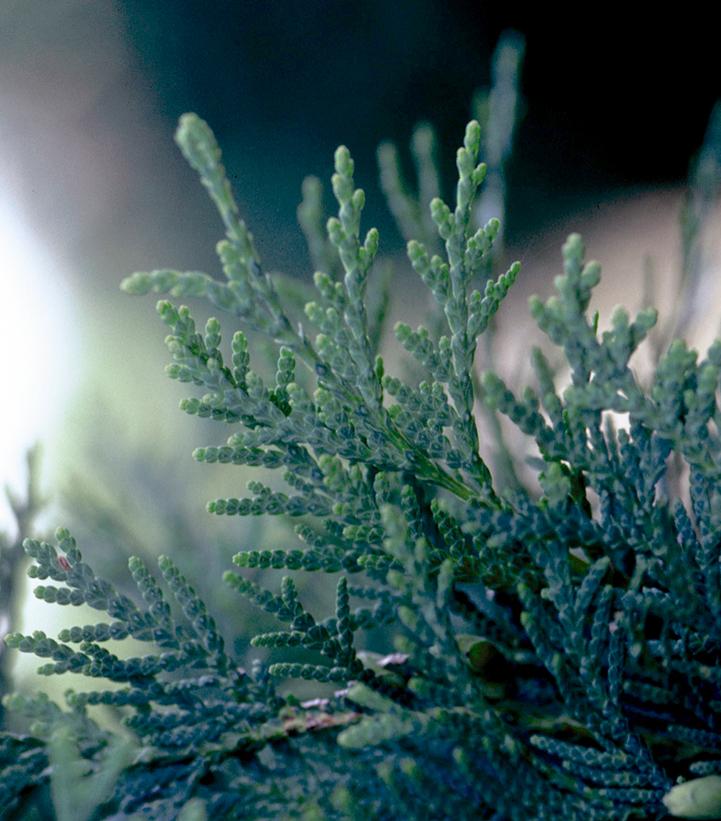 Image Credit: Bailey Nurseries