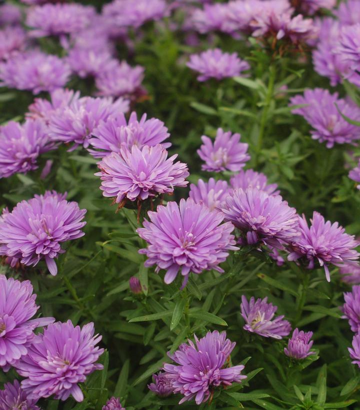 Image Credit: Prides Corner Farms