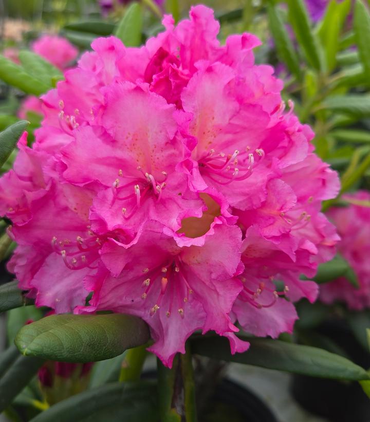 Image credit: Prides Corner Farms