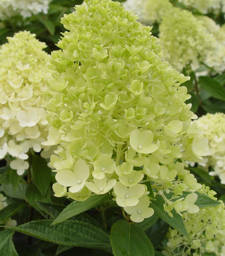 Hydrangea paniculata Sweet Summer