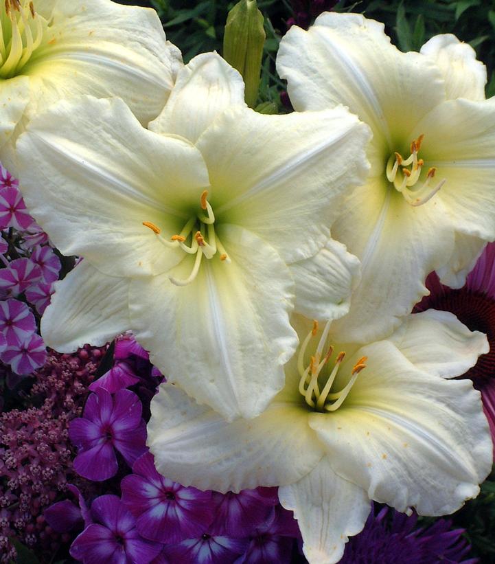 Image Credit: Walters Gardens