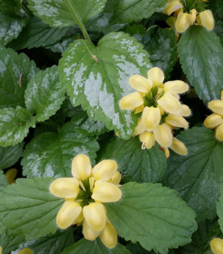 Image Credit: Prides Corner Farms