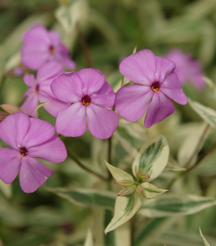 Image Credit: North Creek Nursery