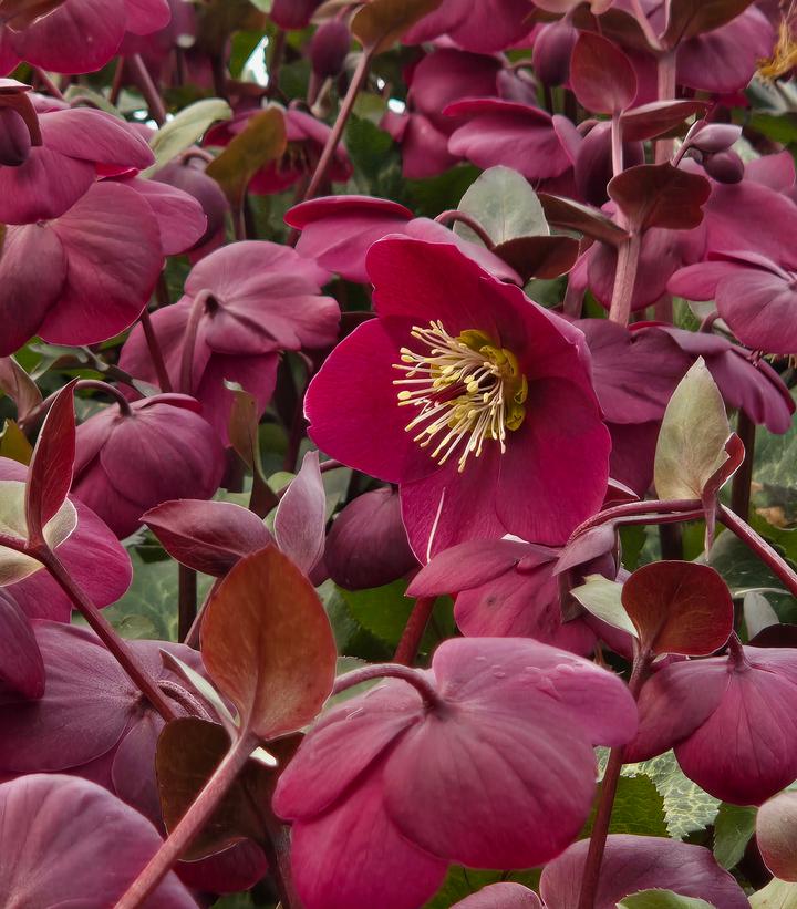 Image Credit: Prides Corner Farms