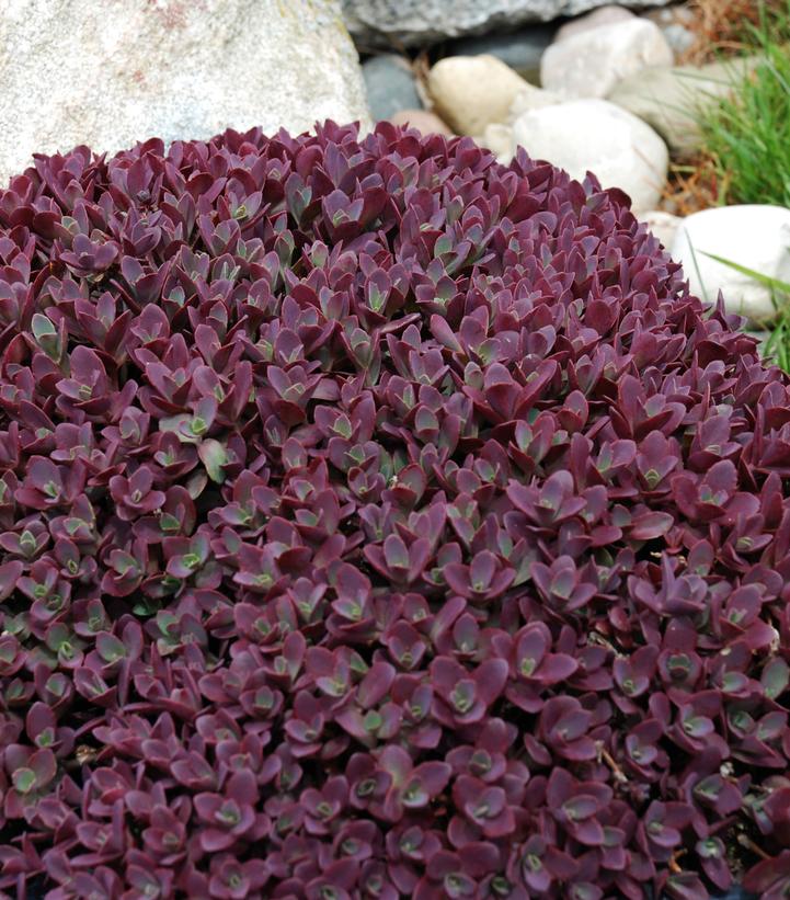 Image Credit: Walters Gardens