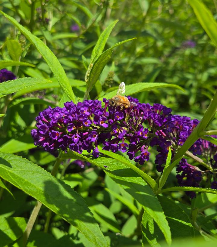 Image Credit: Prides Corner Farms