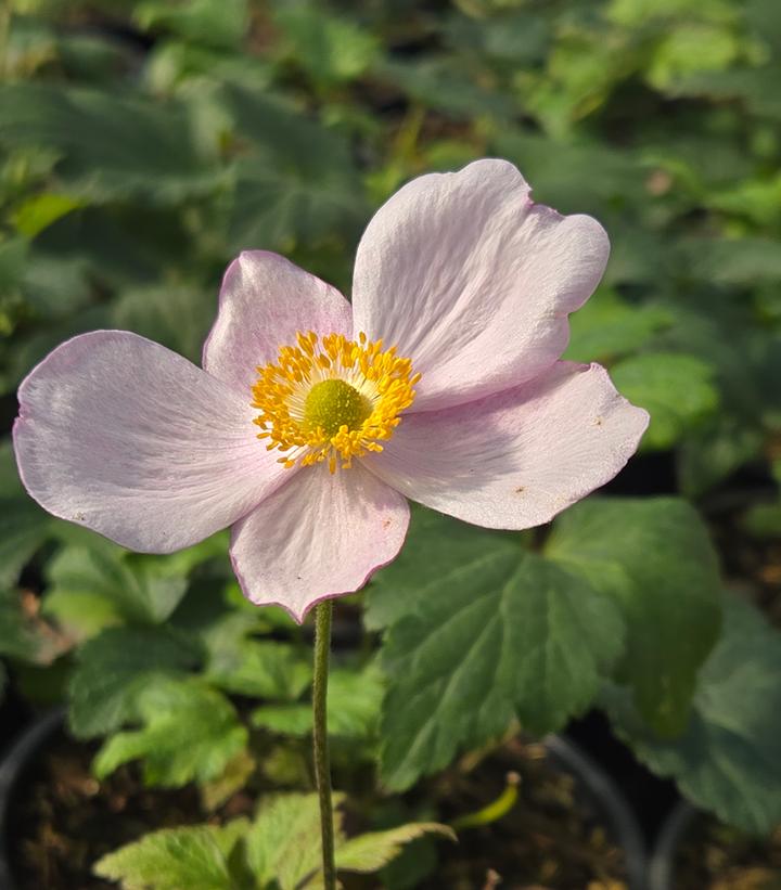 Image Credit: Prides Corner Farms