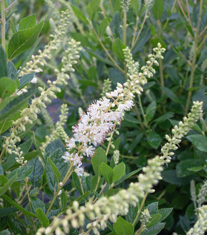 Image Credit: Adobe Stock