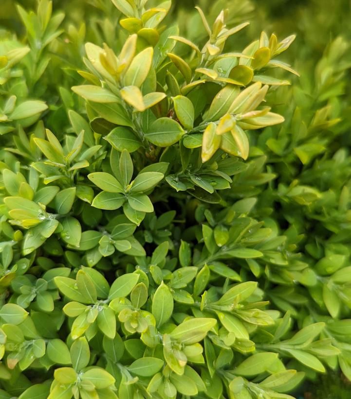 Buxus microphylla var. japonica 'Green Gem' - Green Gem Boxwood from Prides Corner Farms