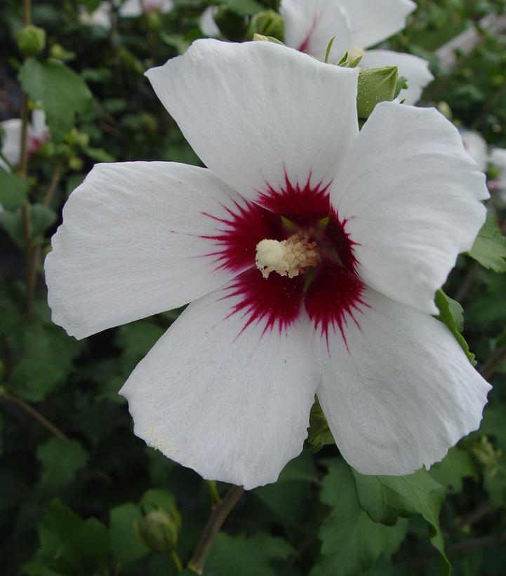 Image Credit: Prides Corner Farms