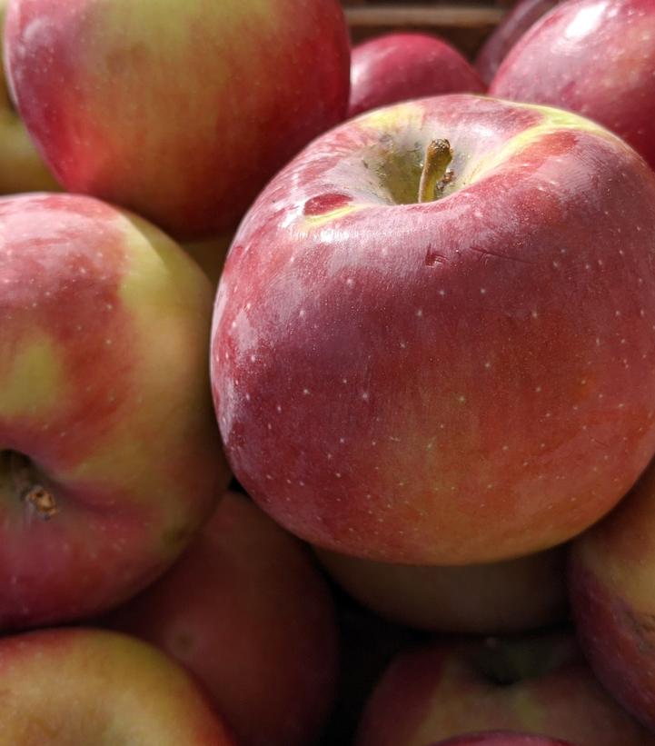 Image Credit: Prides Corner Farms 