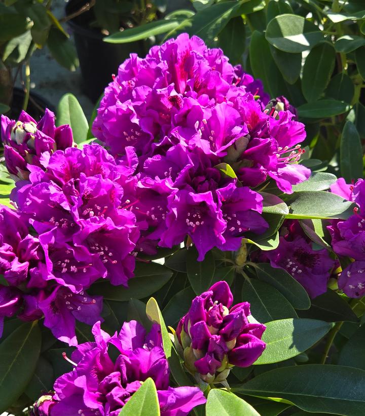 Image Credit: Prides Corner Farms