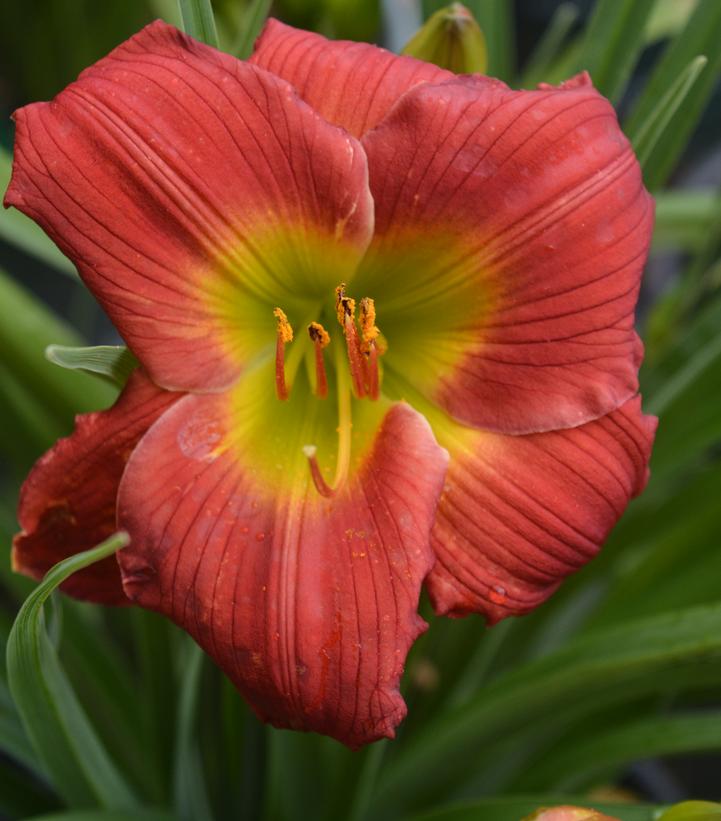 Image Credit: Prides Corner Farms