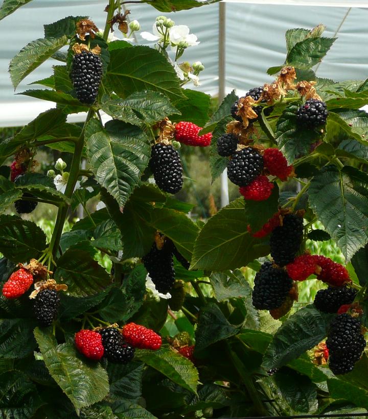 Rubus 'Prime-Ark® Freedom' -photo courtesy of the breeder
