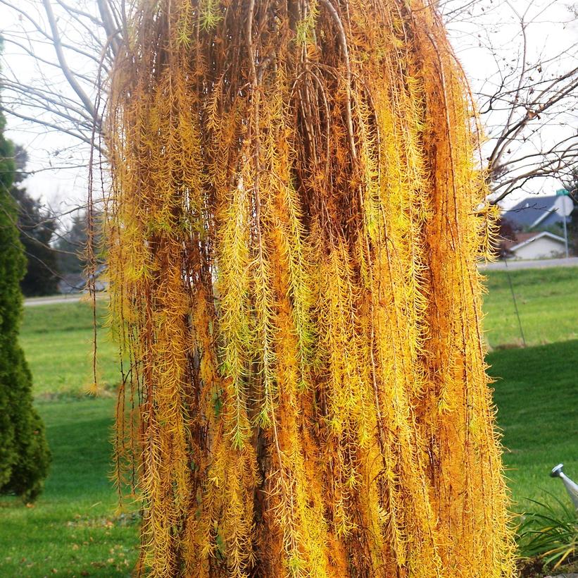 Image Credit: Shutterstock