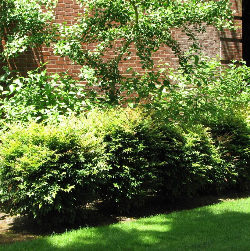 Image courtesy of Bailey Nursery