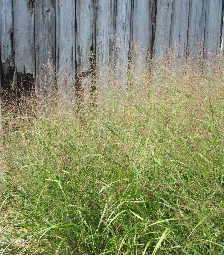 Image Credit: Hoffman Nursery