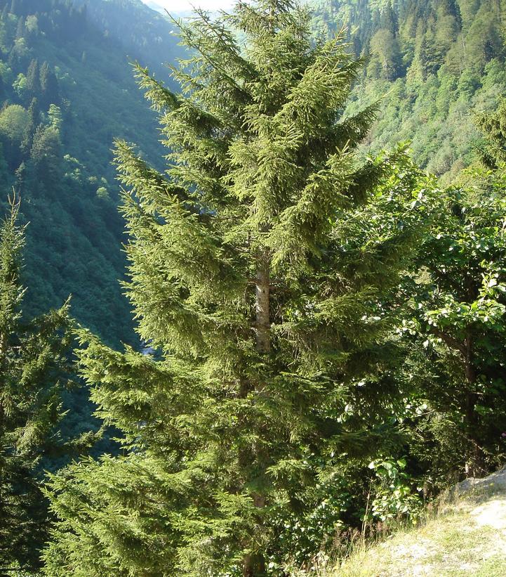 Image Credit: Wikipedia