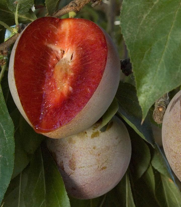 Image Credit: Dave Wilson Nursery