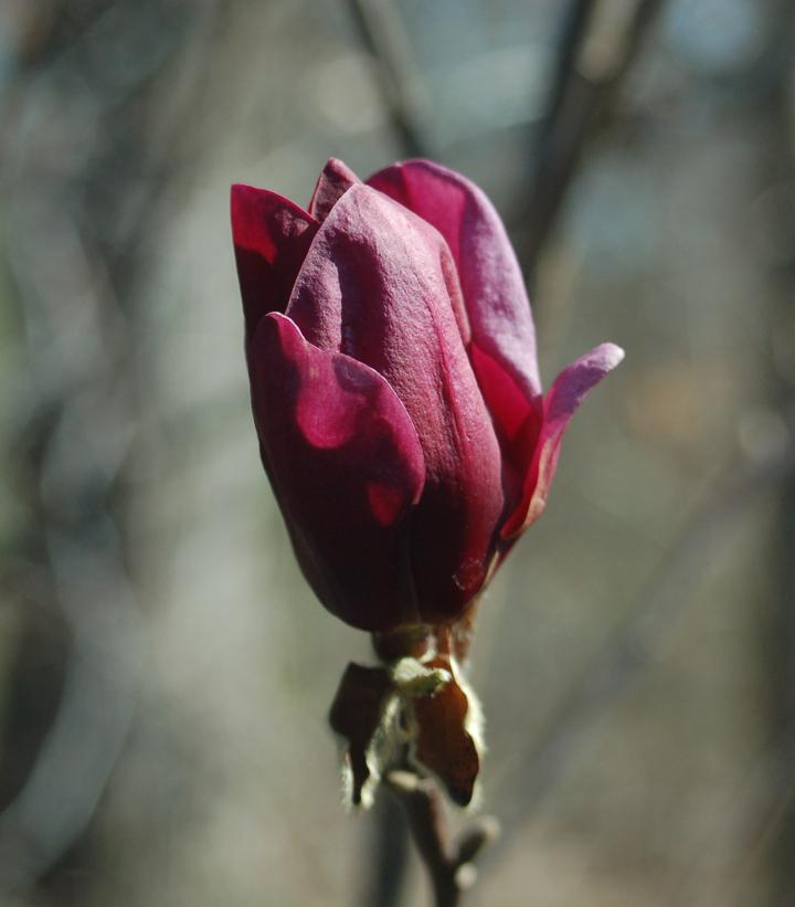 Magnolia x 'Genie'