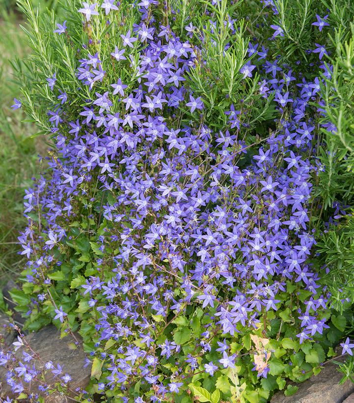 Image Credit: Shutterstock