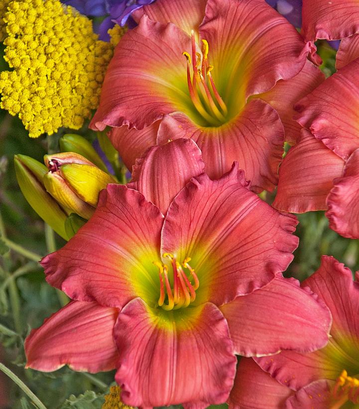 Image Credit: Walters Gardens