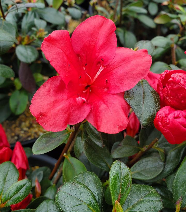 Azalea kaempferi ''Johanna'' - Johanna Azalea from Prides Corner Farms