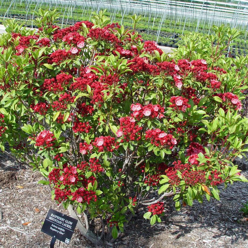 Kalmia latifolia Raspberry Glow
