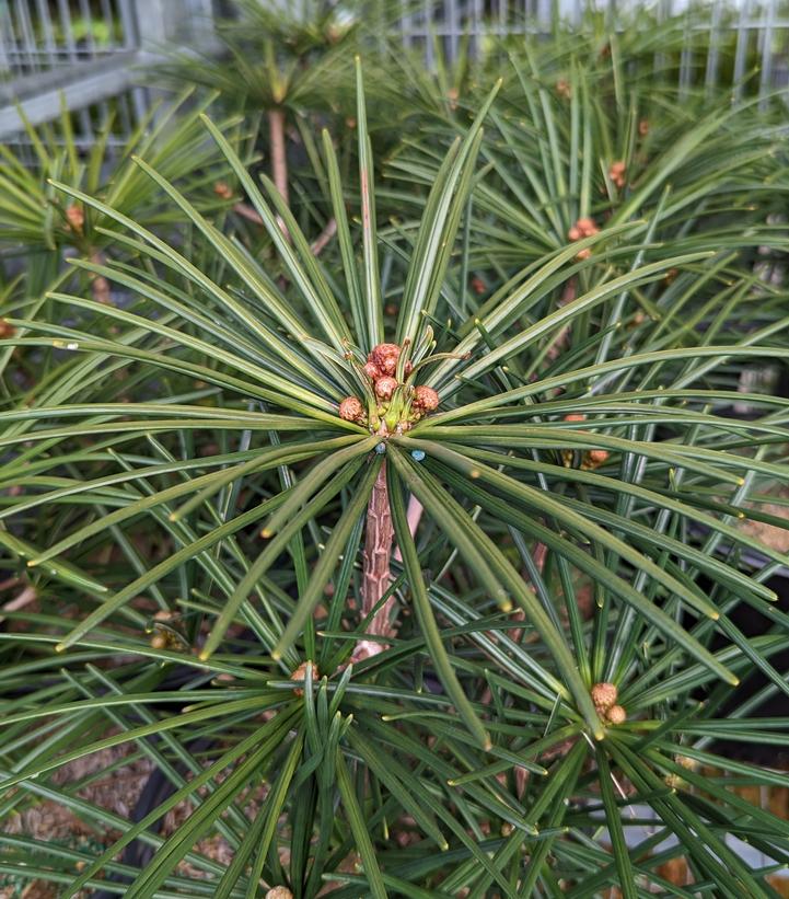 Image Credit: Prides Corner Farms