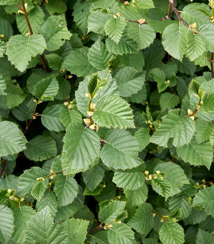 Image Credit: Adobe Stock