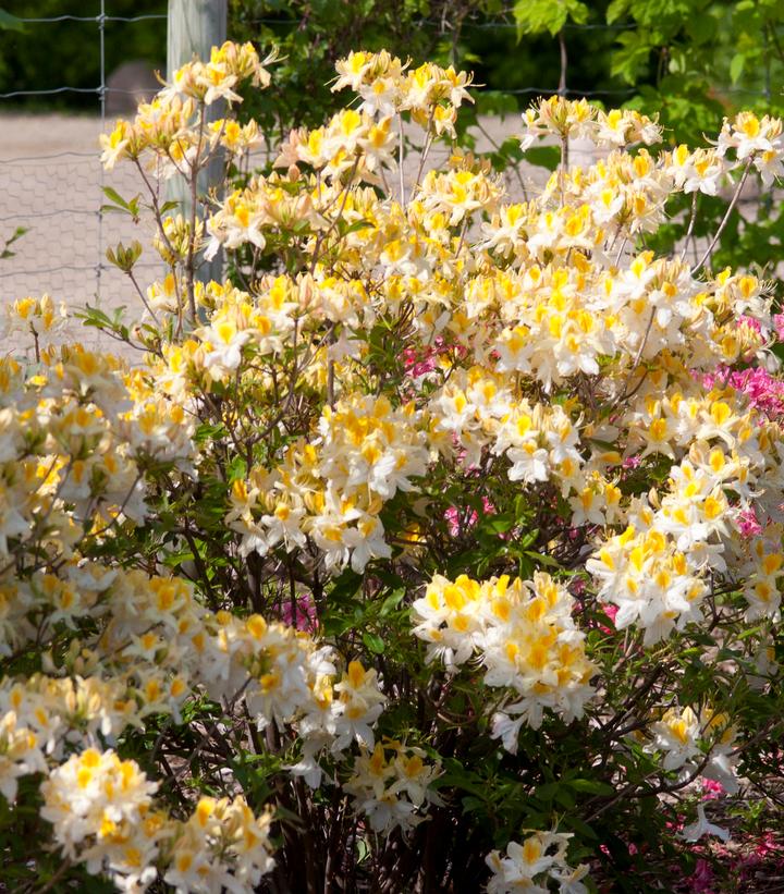 Image Credit: Bailey Nurseries