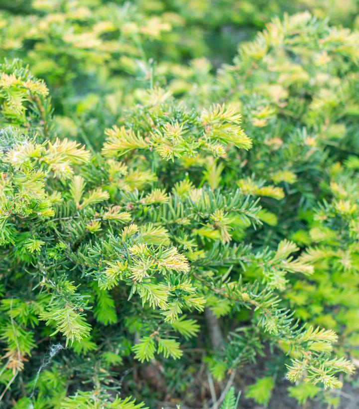 Image Credit: Shutterstock