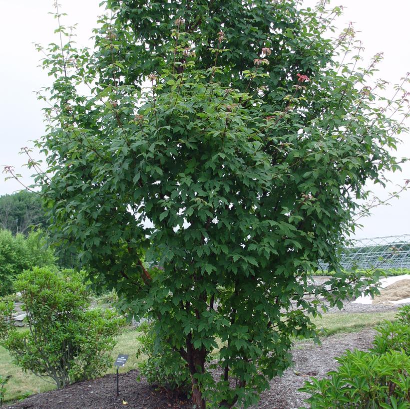 Acer griseum - Paper Bark Maple from Prides Corner Farms