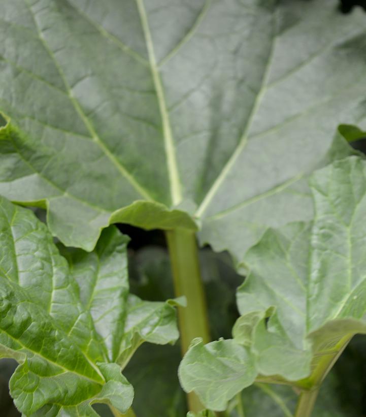 Image Credit: Prides Corner Farms