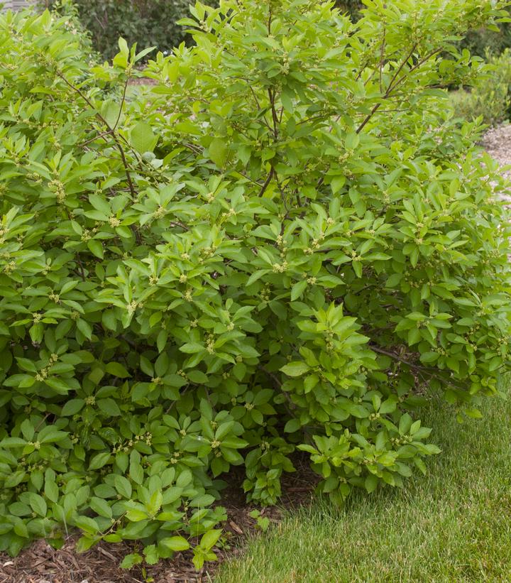 Image Credit: Baily Nurseries