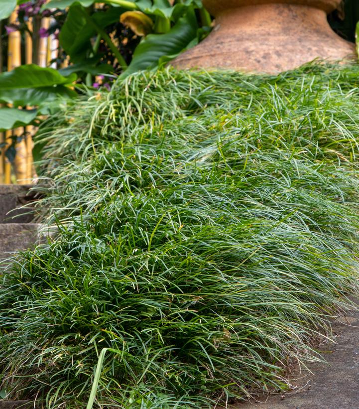 Image Credit: Adobe Stock