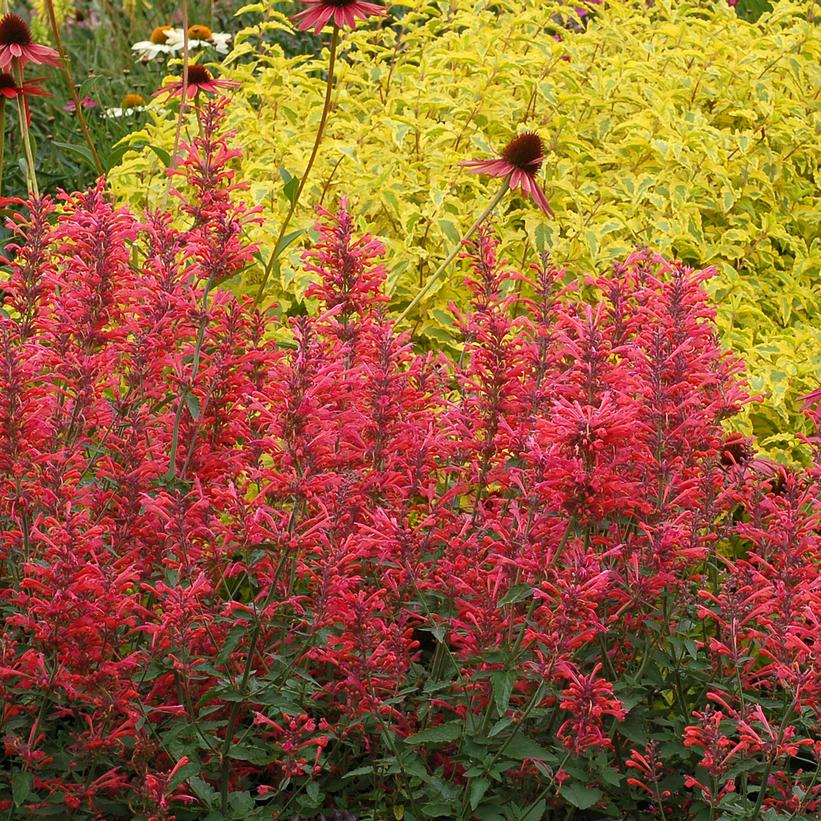 Agastache x 'Kudos Coral'