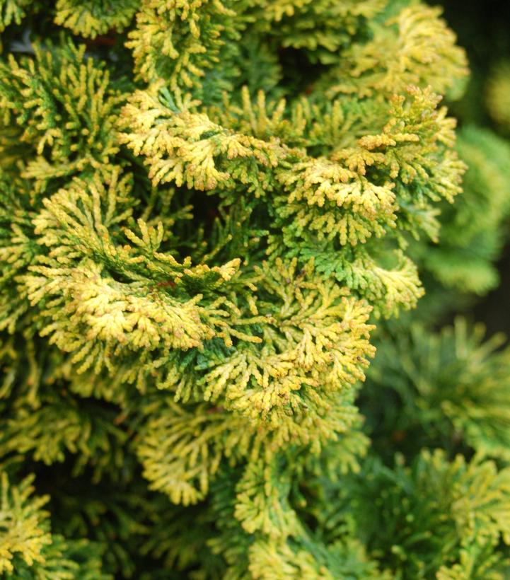 Image Credit: Prides Corner Farms