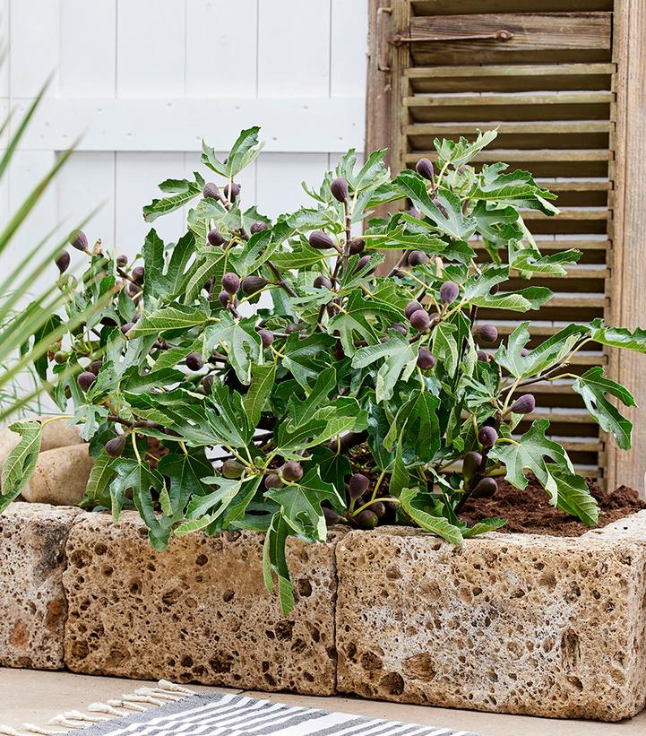 Image Credit: Plantipp BV®