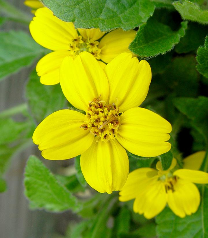 Image Credit: Prides Corner Farms