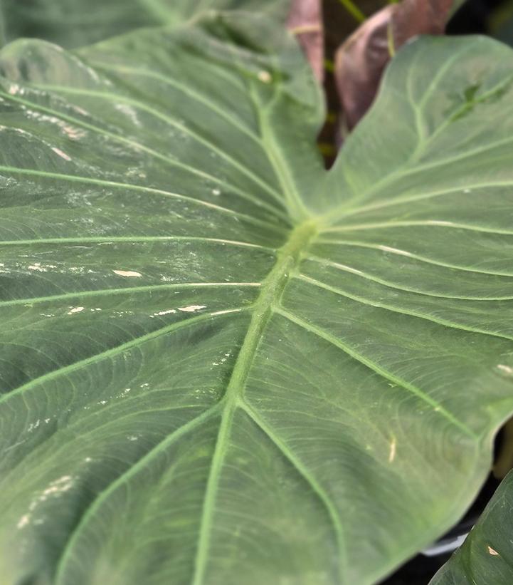 Image Credit: Prides Corner Farms