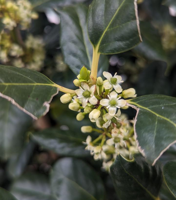 Image Credit: Prides Corner Farms