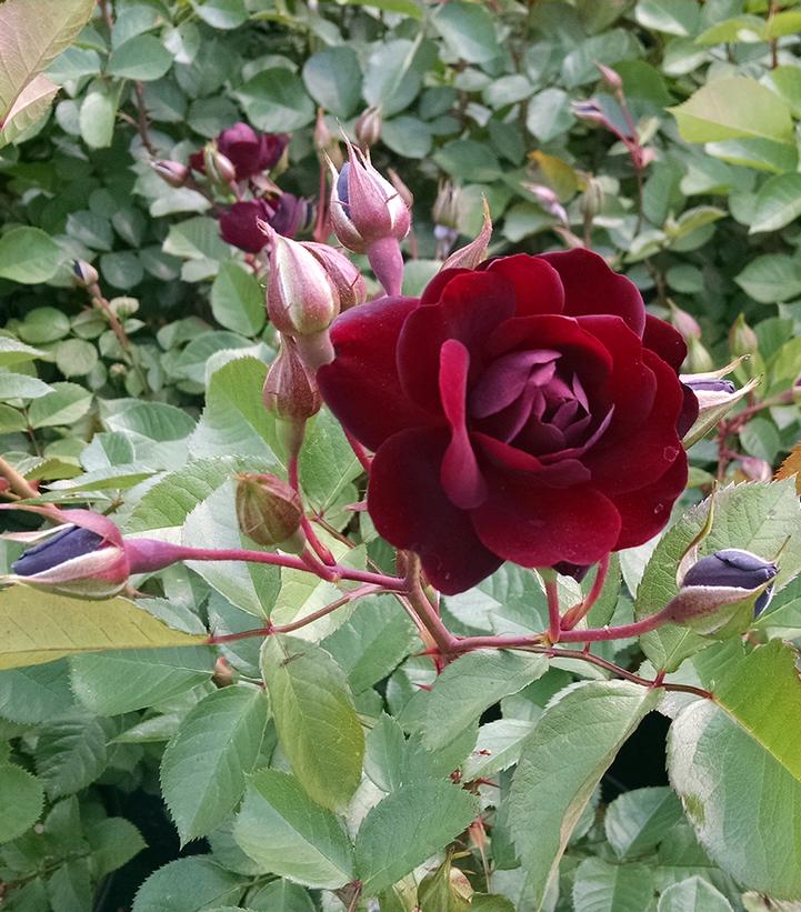 Image Credit: Prides Corner Farms