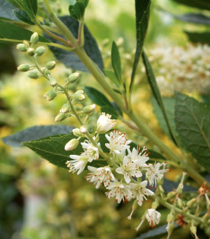 Image Credit: Prides Corner Farms