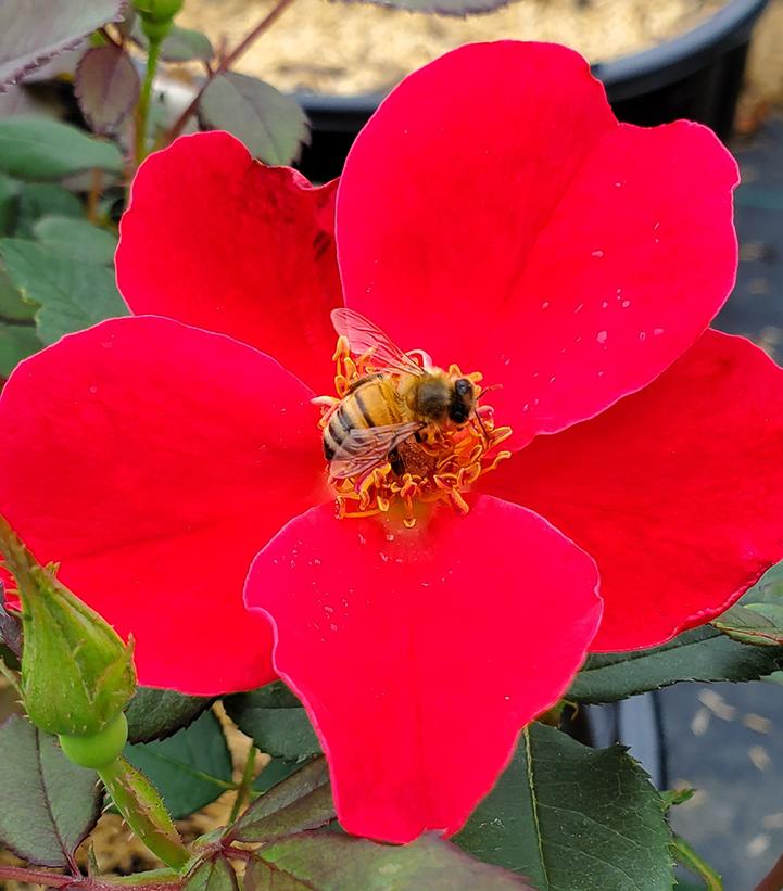 Image Credit: Prides Corner Farms